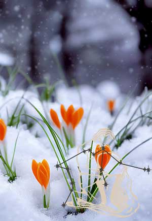 Aquarius, February: Your Monthly Astrological Horoscope