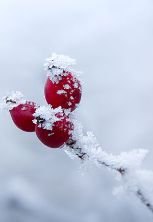 Aries, November: Your Monthly Astrological Horoscope