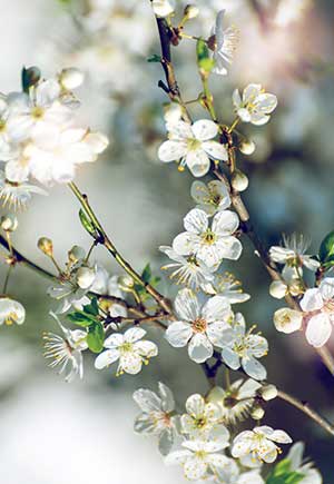 Cancer, April: Your Monthly Astrological Horoscope