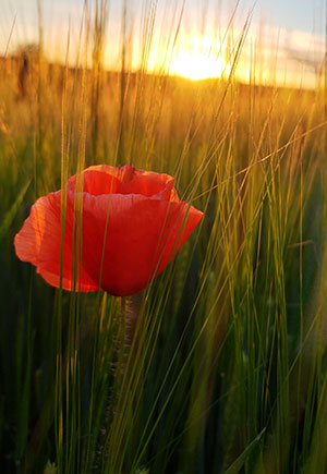 Cancer, August: Your Monthly Astrological Horoscope