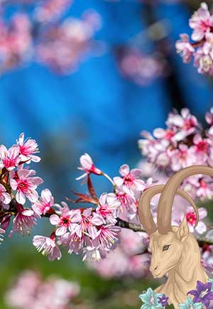 Capricorn, April: Your Monthly Astrological Horoscope