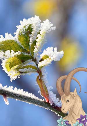 Capricorn, December: Your Monthly Astrological Horoscope