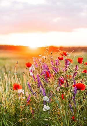 Gemini, July: Your Monthly Astrological Horoscope