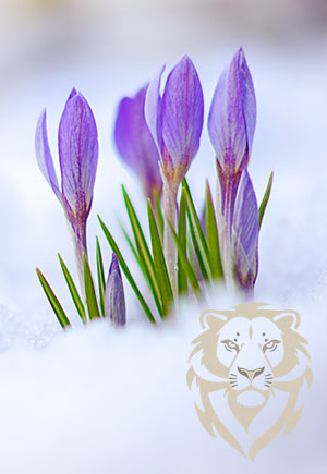 Leo, February: Your Monthly Astrological Horoscope