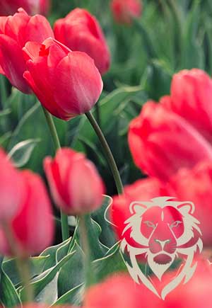 Leo, May: Your Monthly Astrological Horoscope