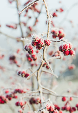 Libra, December: Your Monthly Astrological Horoscope