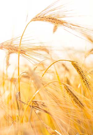 Taurus, August: Your Monthly Astrological Horoscope