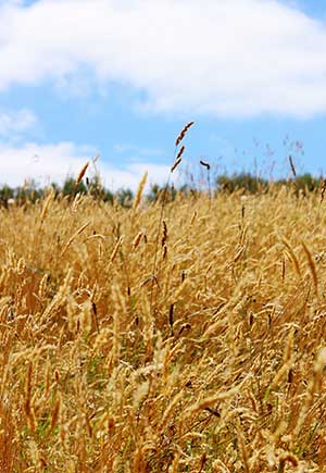 Virgo, August: Your Monthly Astrological Horoscope