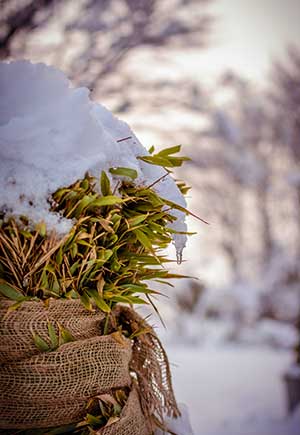 Virgo, January: Your Monthly Astrological Horoscope