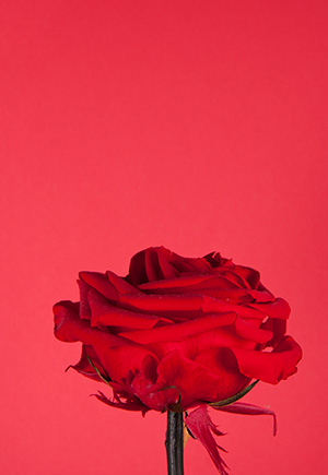 Does He Have Someone Else? Love Numerology Signs