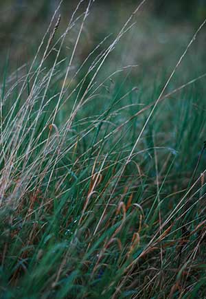What Does It Mean When You Dream About a Field of Grass?