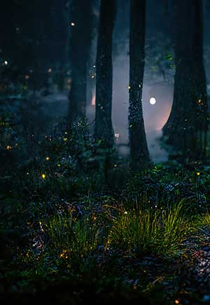 What Does It Mean When You Dream About Getting Lost in a Forest?